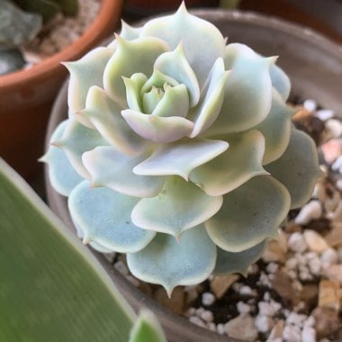 Echeveria 'Lola'