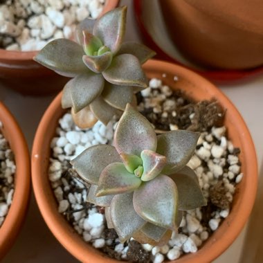 Graptosedum 'Bronze'