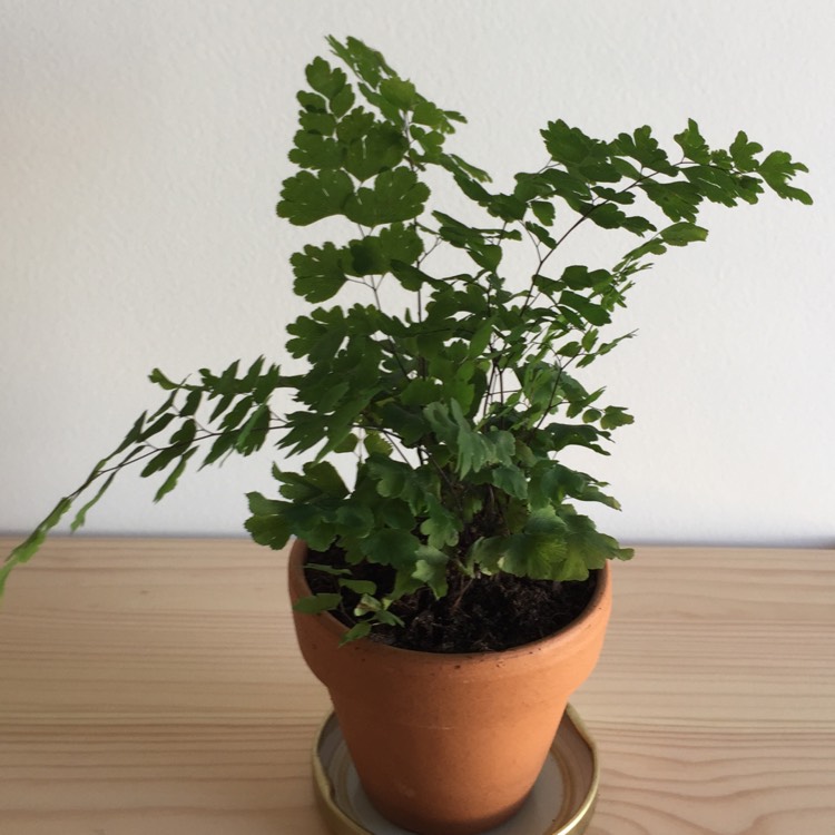 Plant image Adiantum raddianum syn. Adiantum cuneatum ; Adiantum rubellum