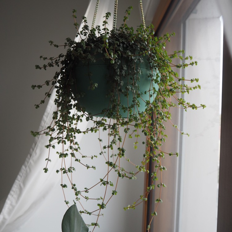 Plant image Pilea Glauca 'Silver Sprinkles' syn. Pilea libanensis 'Silver Sprinkles'