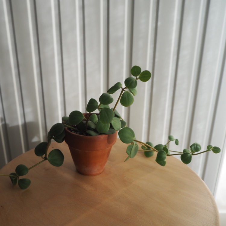 Plant image Peperomia Rotundifolia