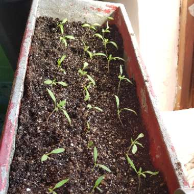 Tomato 'German Queen' (Beefsteak Tomato)