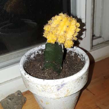 Moon Cactus (Graft)