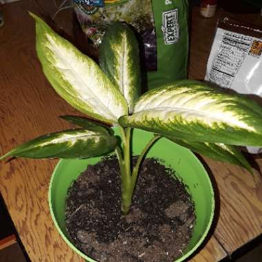 Dumb Cane 'Camille'