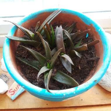 Climbing Aloe