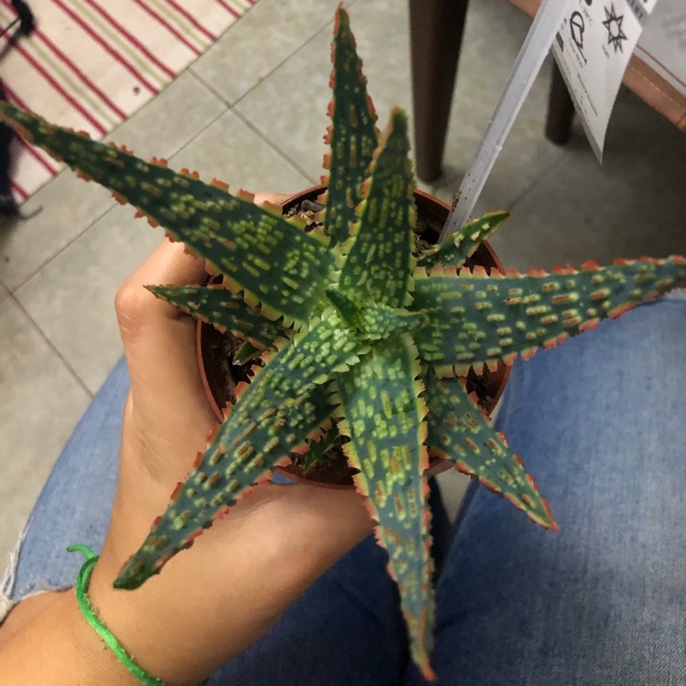 Plant image Aloe Zebrina