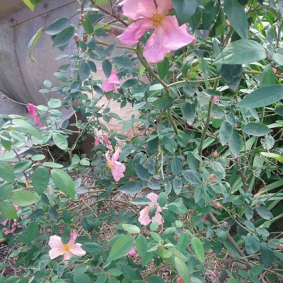 Rosa x odorata 'Mutabilis' syn. Rosa chinensis 'Mutabilis', Rosa chinensis f. mutabilis, Rosa 'Mutabilis', Rosa 'Tipo Ideale', Rosa 'Butterfly Rose', Rosa 'Chamois'