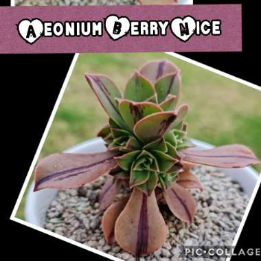 Aeonium 'Decorum'