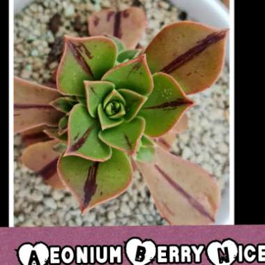 Aeonium 'Decorum'