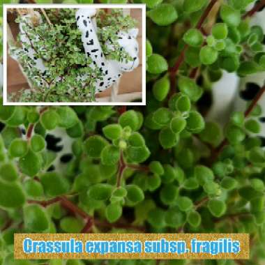 Crassula 'Fragilis'