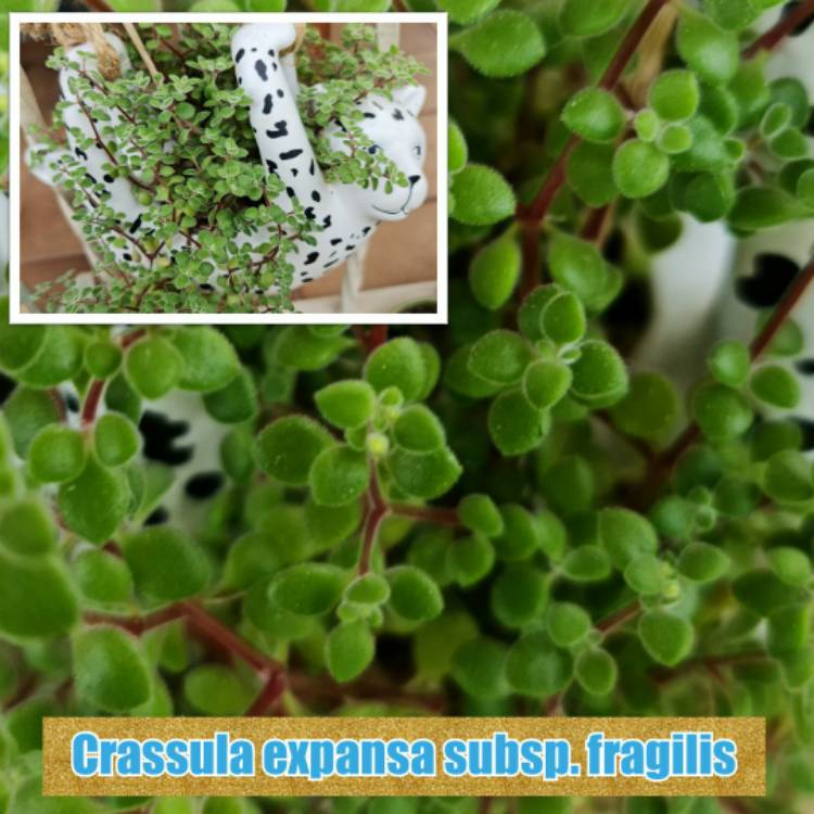 Plant image Crassula expansa subsp. fragilis