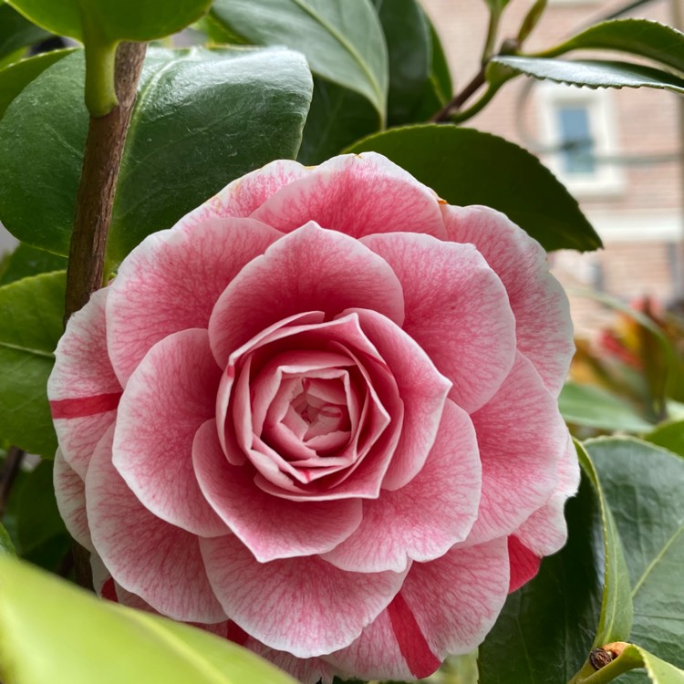 Plant image Camellia japonica 'Bonomiana'