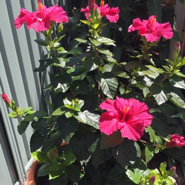 Tropical Hibiscus 'Wild Cherry'