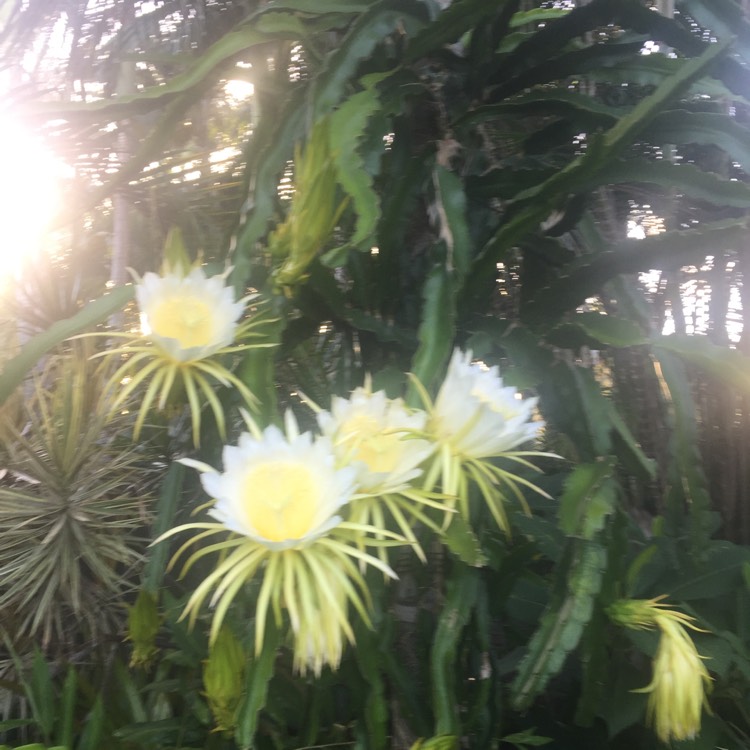 Plant image Hylocereus megalanthus