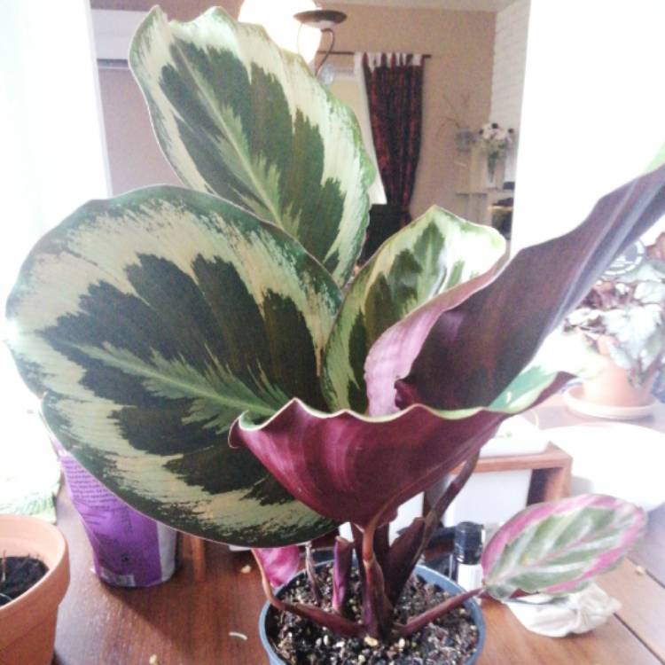 Plant image Calathea Sanderiana 'Julia'