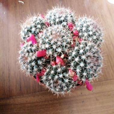 Mammillaria