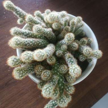 Lady Finger Cactus