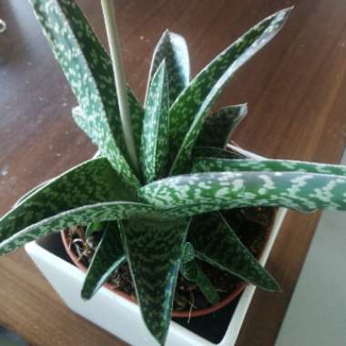 Aloe variegata ‘Partridge Breast'