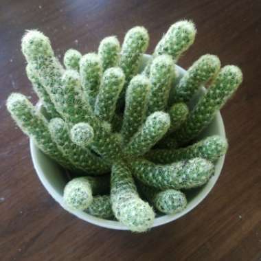 Thimble Cactus 'Fragilis'