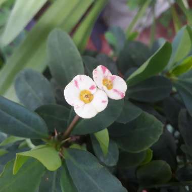 Euphorbia milii - Miniature Variety