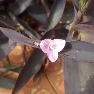 Purple-Heart Spiderwort