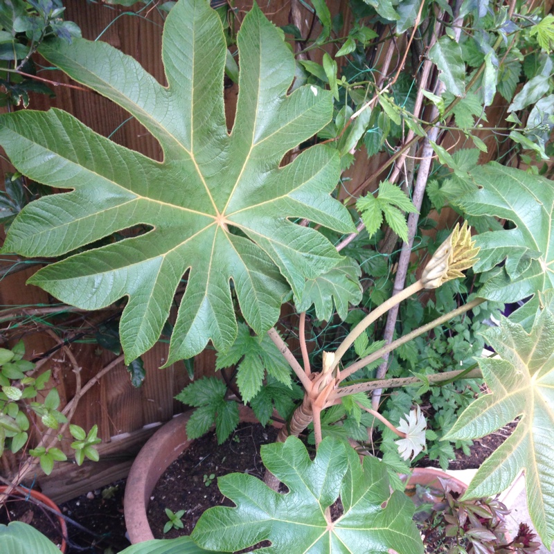 Chinese Rice-Paper Plant 'Rex'