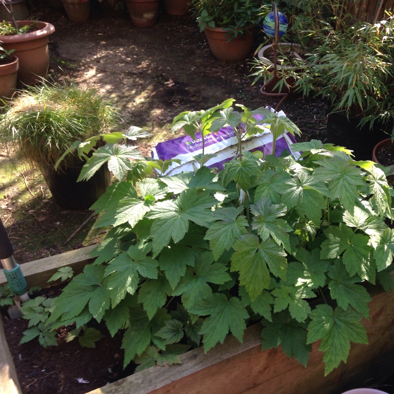 Japanese Anemone 'Hadspen Abundance'