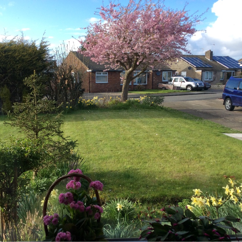 Flowering cherry