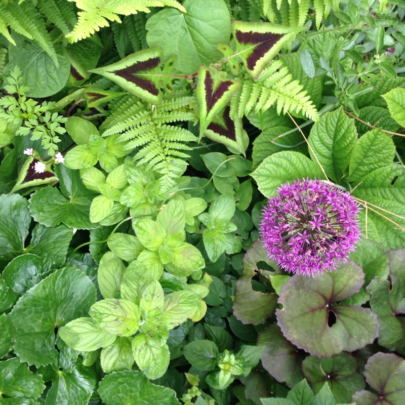 Allium hollandicum 'Purple Sensation' syn. Allium 'Purple Sensation', Allium aflatunense 'Purple Sensation'