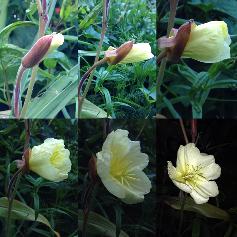 Plant image Oenothera Stricta Sulphurea