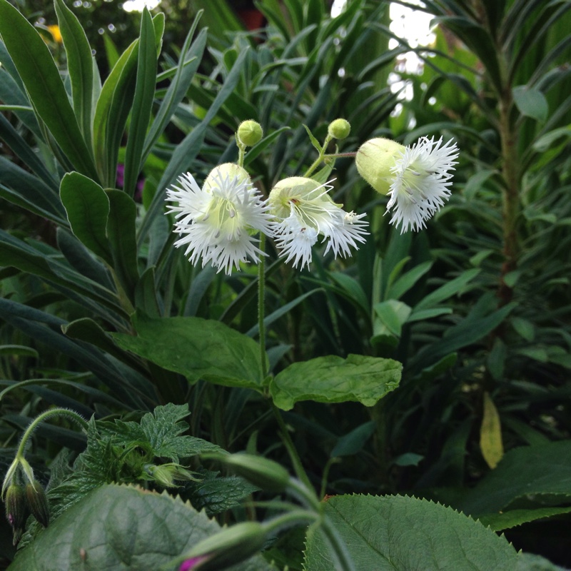 Plant image Silene latifolia