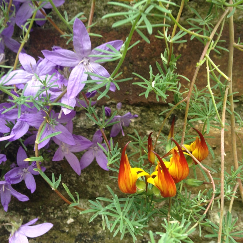 Plant image Lotus Bertholotii