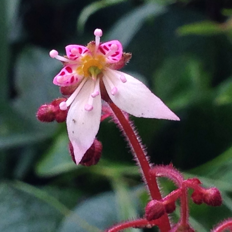 Plant image Saxifraga stolonifera