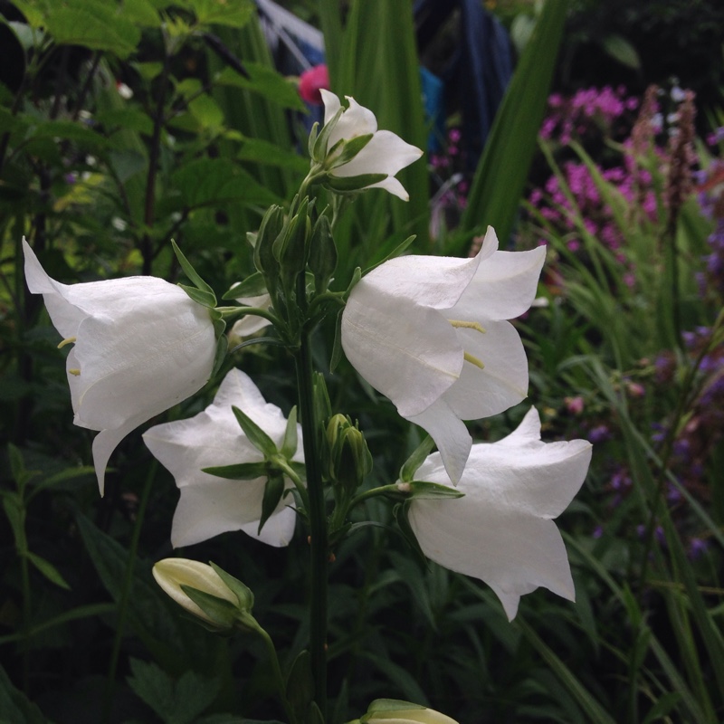 Plant image Campanula persicifolia