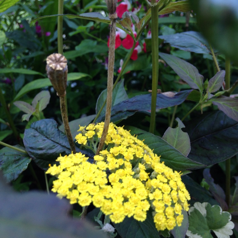 Plant image Achillea millefolium