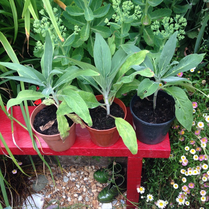 Plant image Echium candicans syn. Echium fastuosum