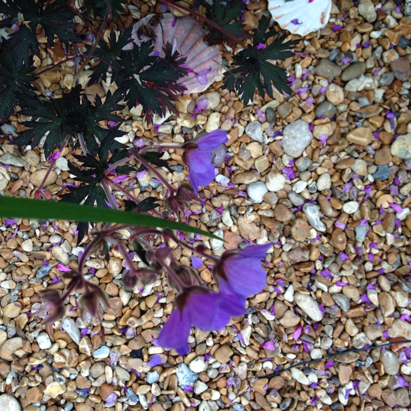 Plant image Geranium pratense (Victor Reiter Group) 'Midnight Reiter' syn. Geranium pratense 'Dark Reiter'