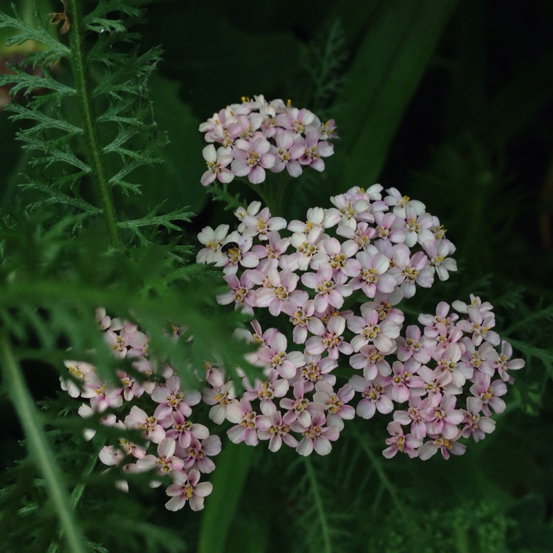 Plant image Achillea 'Desert Eve' series