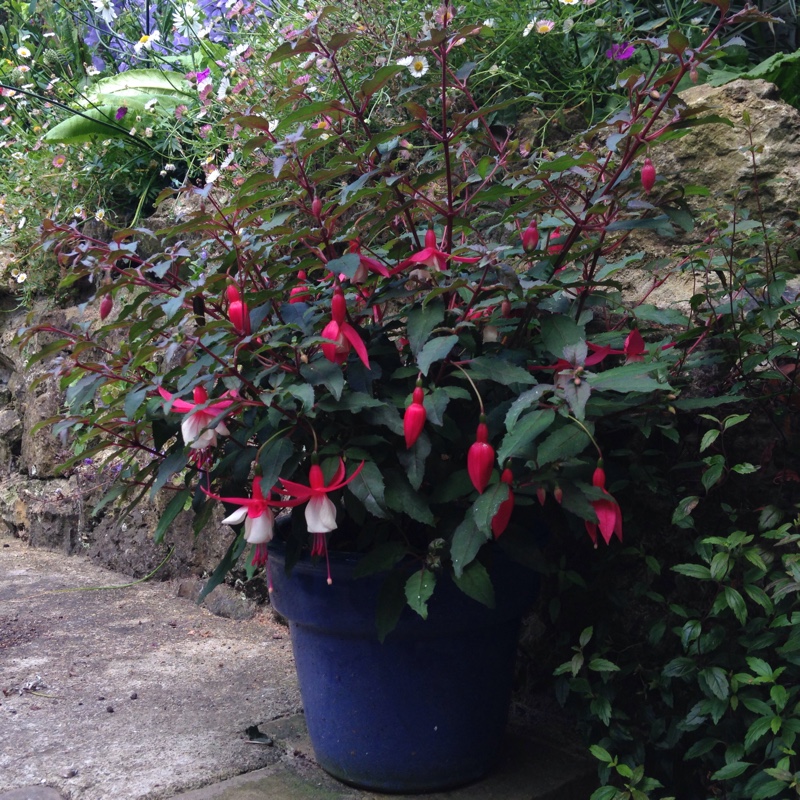 Plant image Fuchsia 'Alice Hoffman'