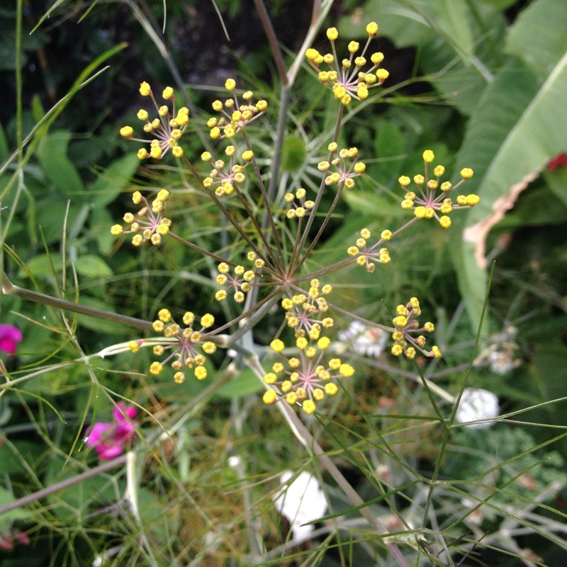 Plant image Foeniculum vulgare 'Giant Bronze' syn. Ferula 'Giant Bronze', Ferula communis 'Giant Bronze'