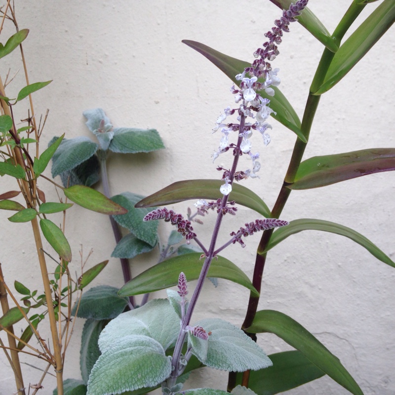 Plant image Plectranthus argentatus 'Silver Shield'