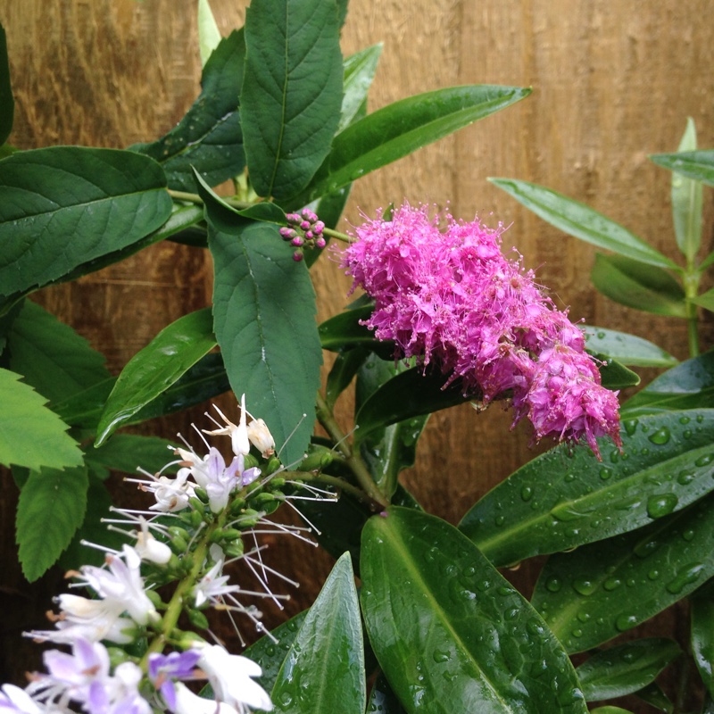 Plant image Spiraea douglasii