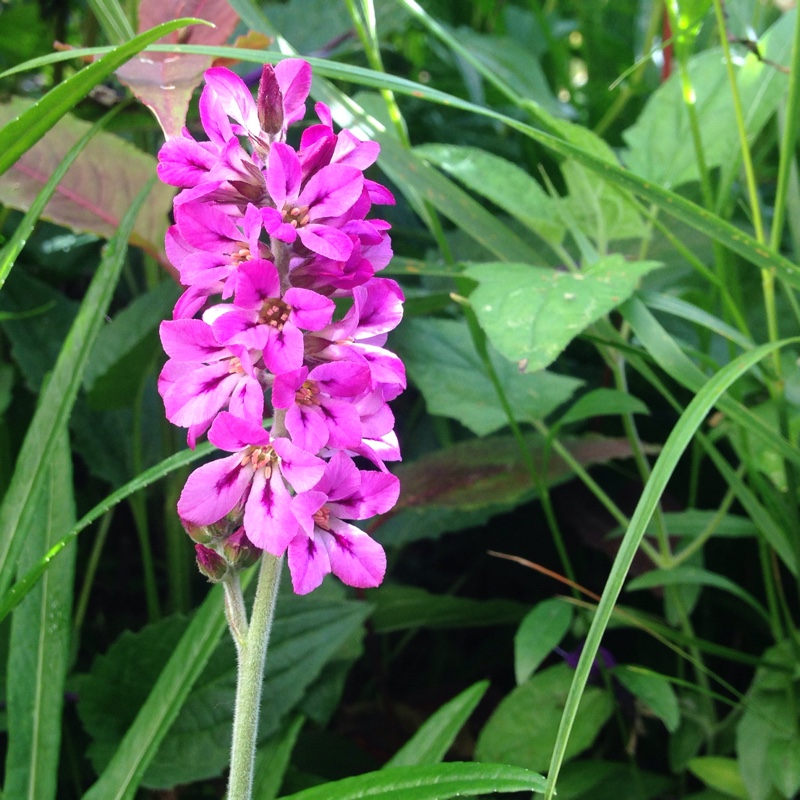 Plant image Francoa sonchifolia