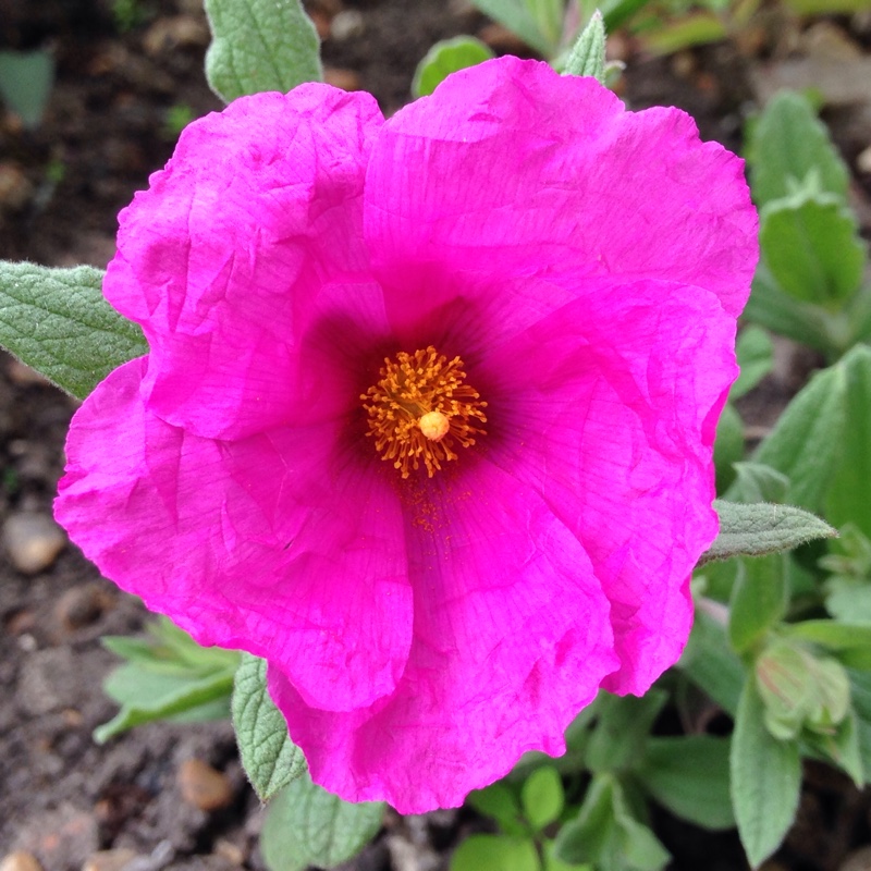 Cistus x pulverulentus 'Sunset'