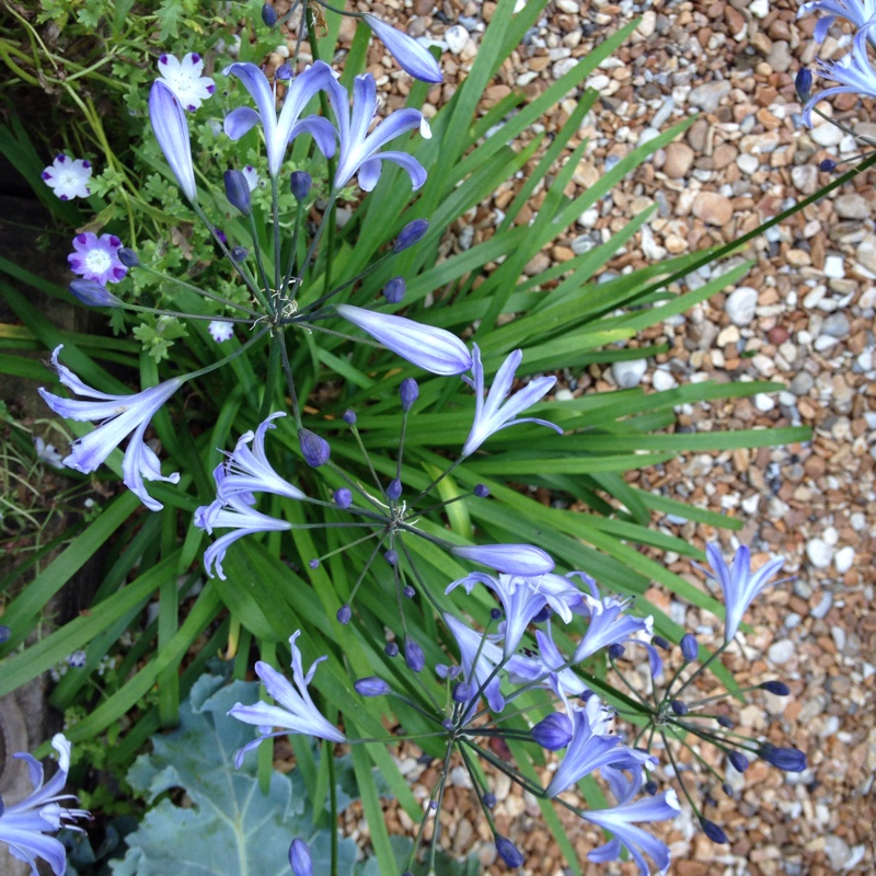 Plant image Agapanthus 'Atiblu' (Storm Series) syn. Agapanthus 'Blue Storm'