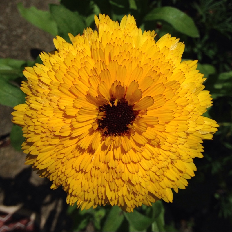 Plant image Calendula officinalis 'Gold Star'