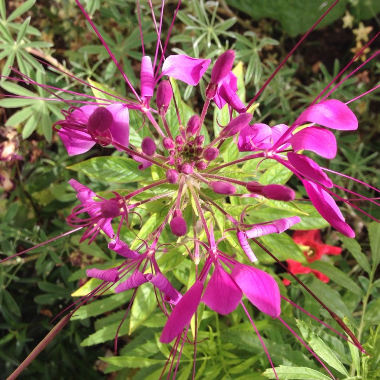 Plant image Cleome hasslerania syn. C. spinosa 'White Queen'