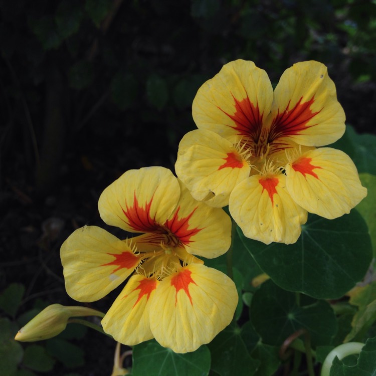 Plant image Tropaeolum majus 'Peach Melba'