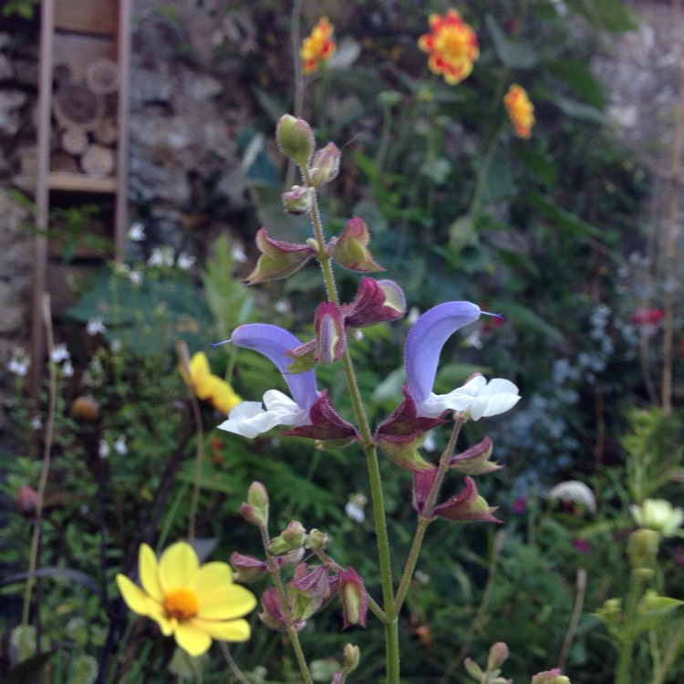 Plant image Salvia Chamelaegnea 'African Sky'