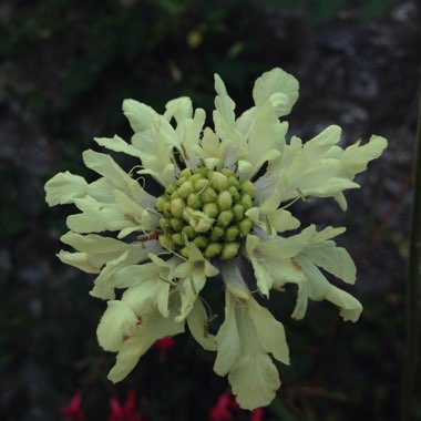 Cephalaria gigantea syn. Cephalaria caucasica ; Cephalaria tatarica